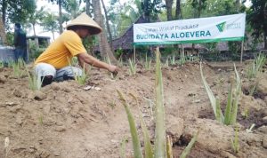 Dompet Dhuafa mengembangkan budidaya Aloevera di Salaman Magelang